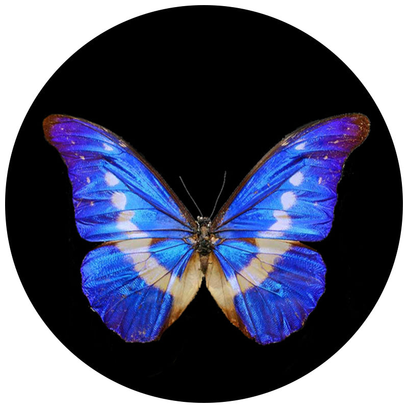 Vlinder Cirkel