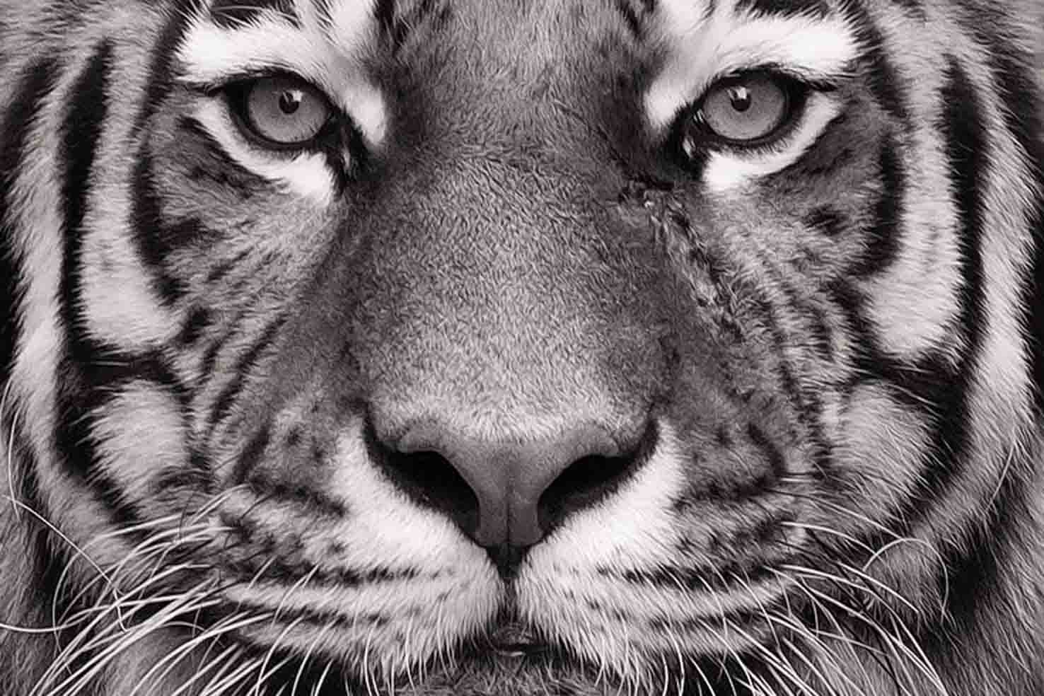 Tijger close up zwart wit