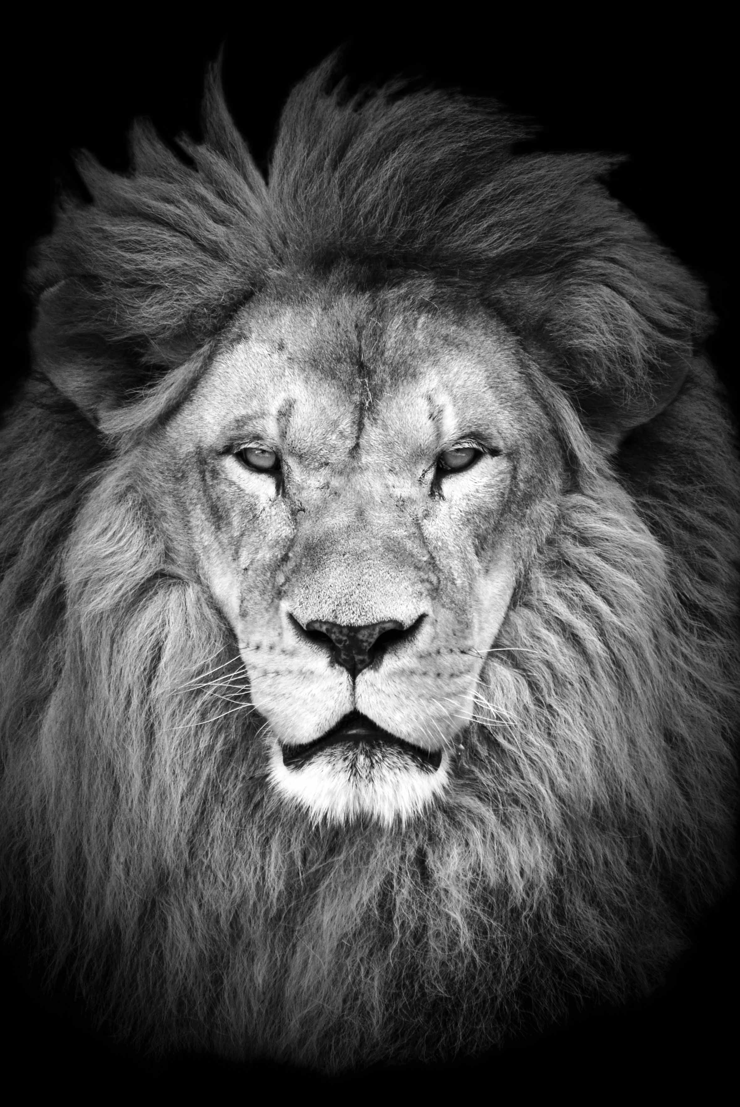 Leeuw met lange manen zwart wit