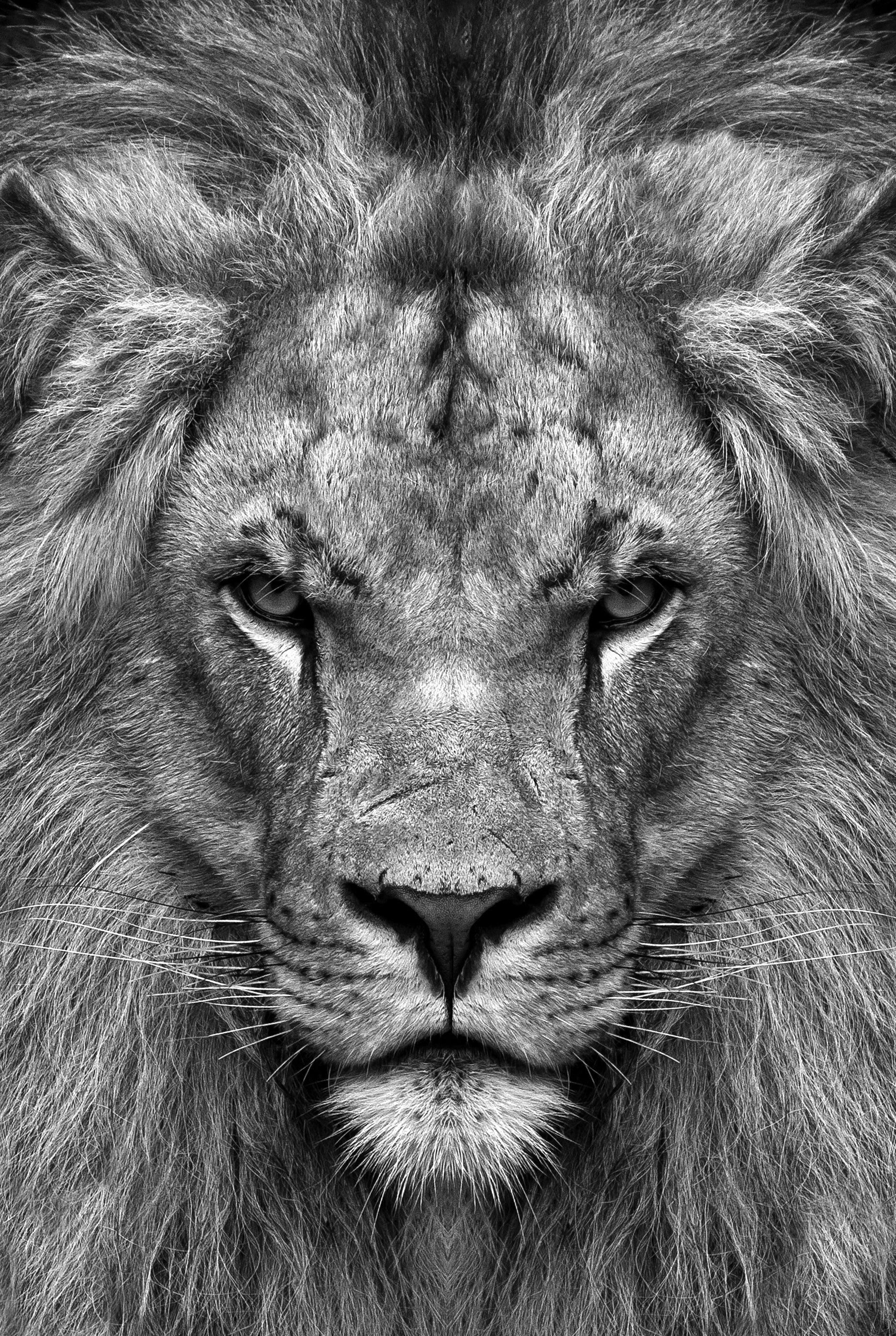 Leeuw close up zwart wit
