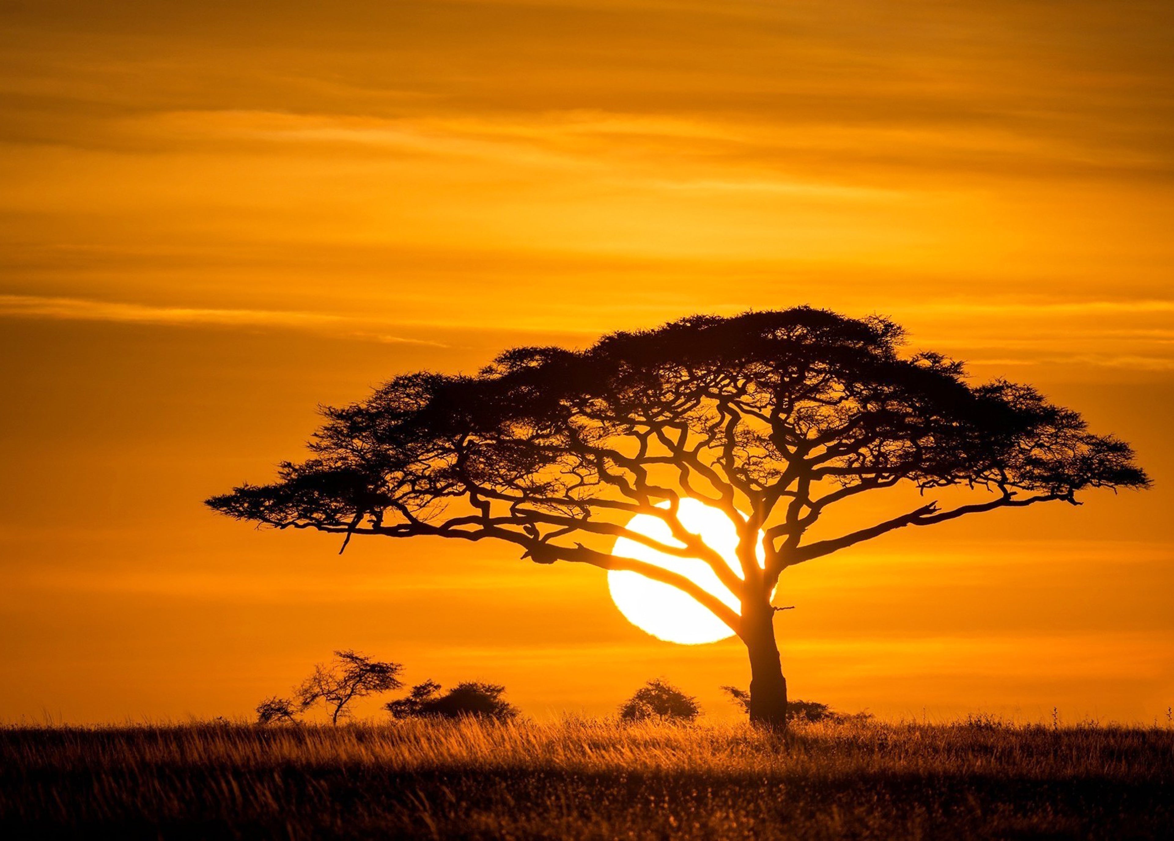 Savanne bij zonsondergang