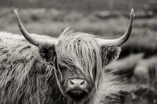 Hooglander