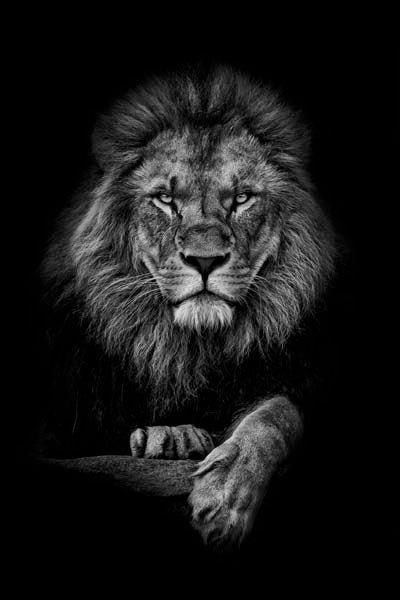 The lion king