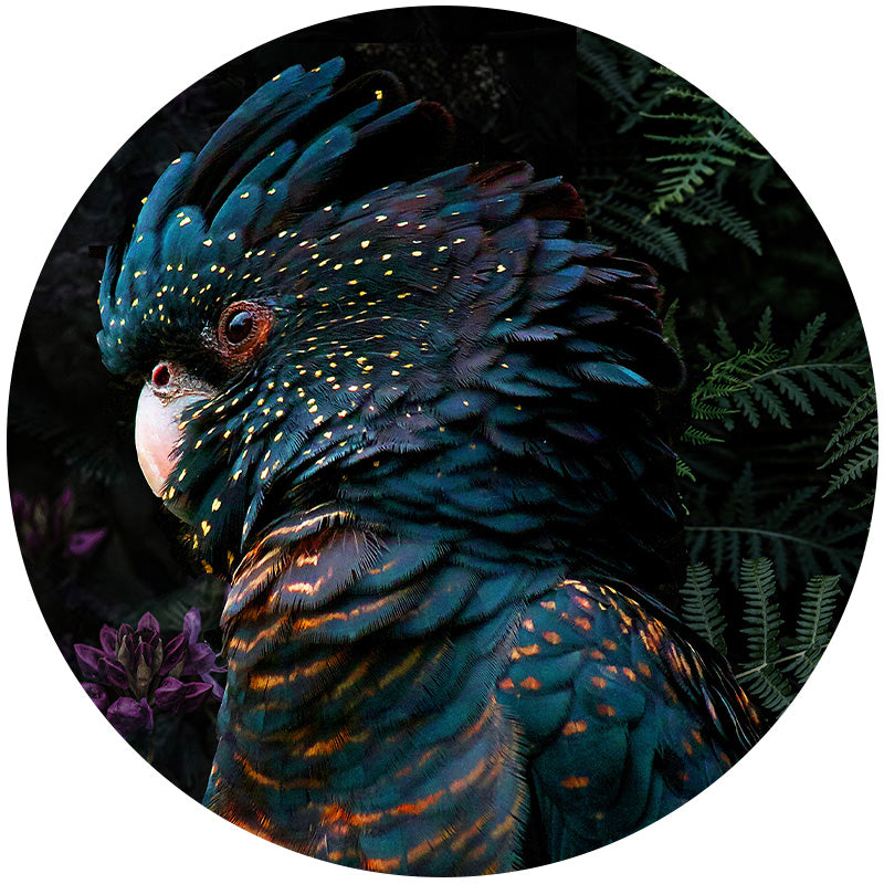 Kaketoe Cirkel