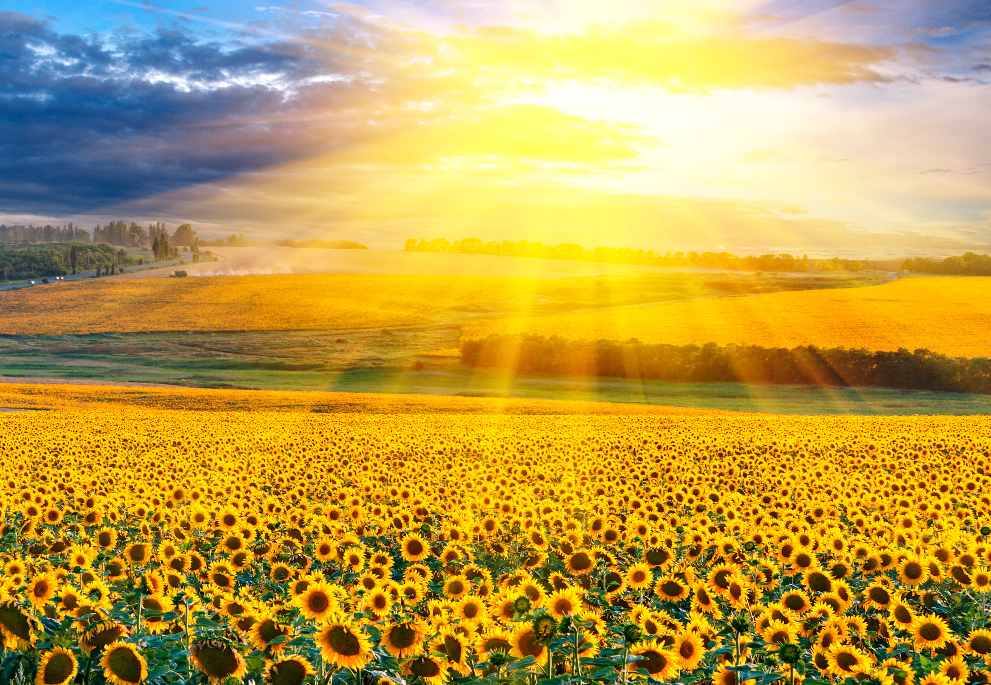 Zonnebloemen