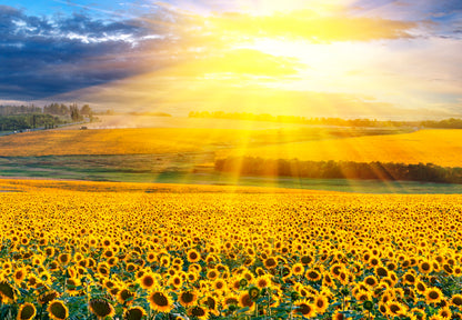Zonnebloemen