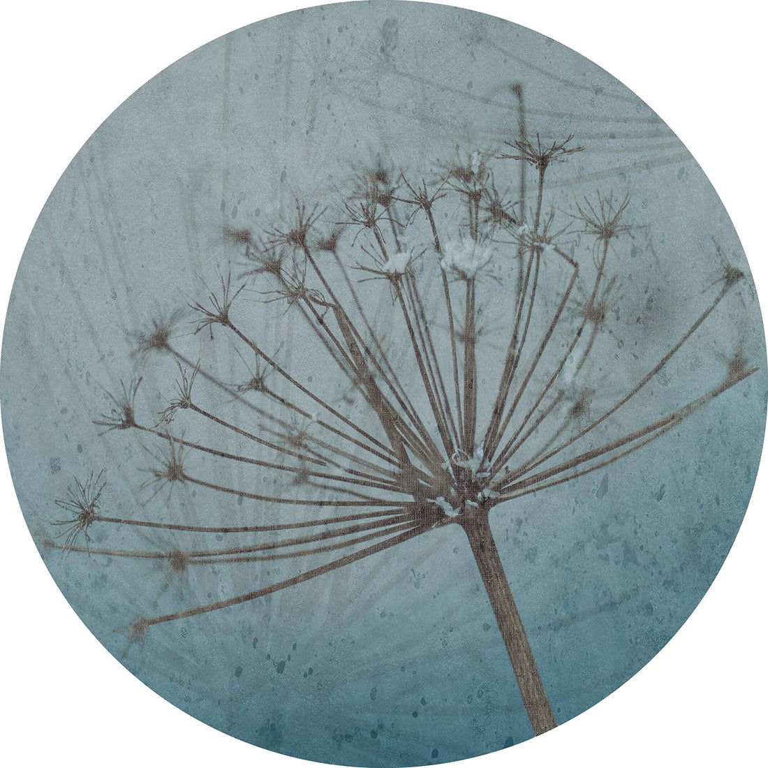 Hogweed