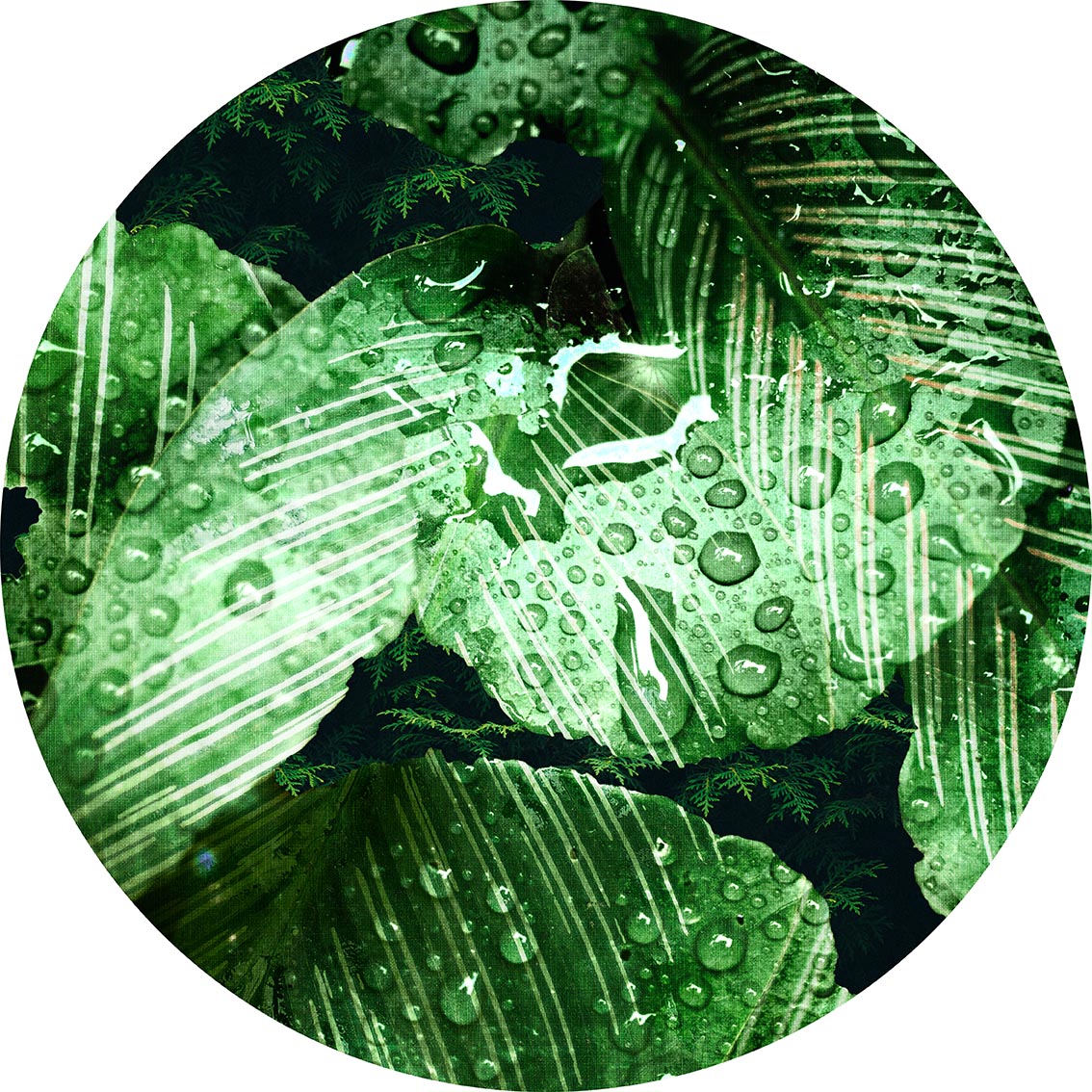 Jungle leaf