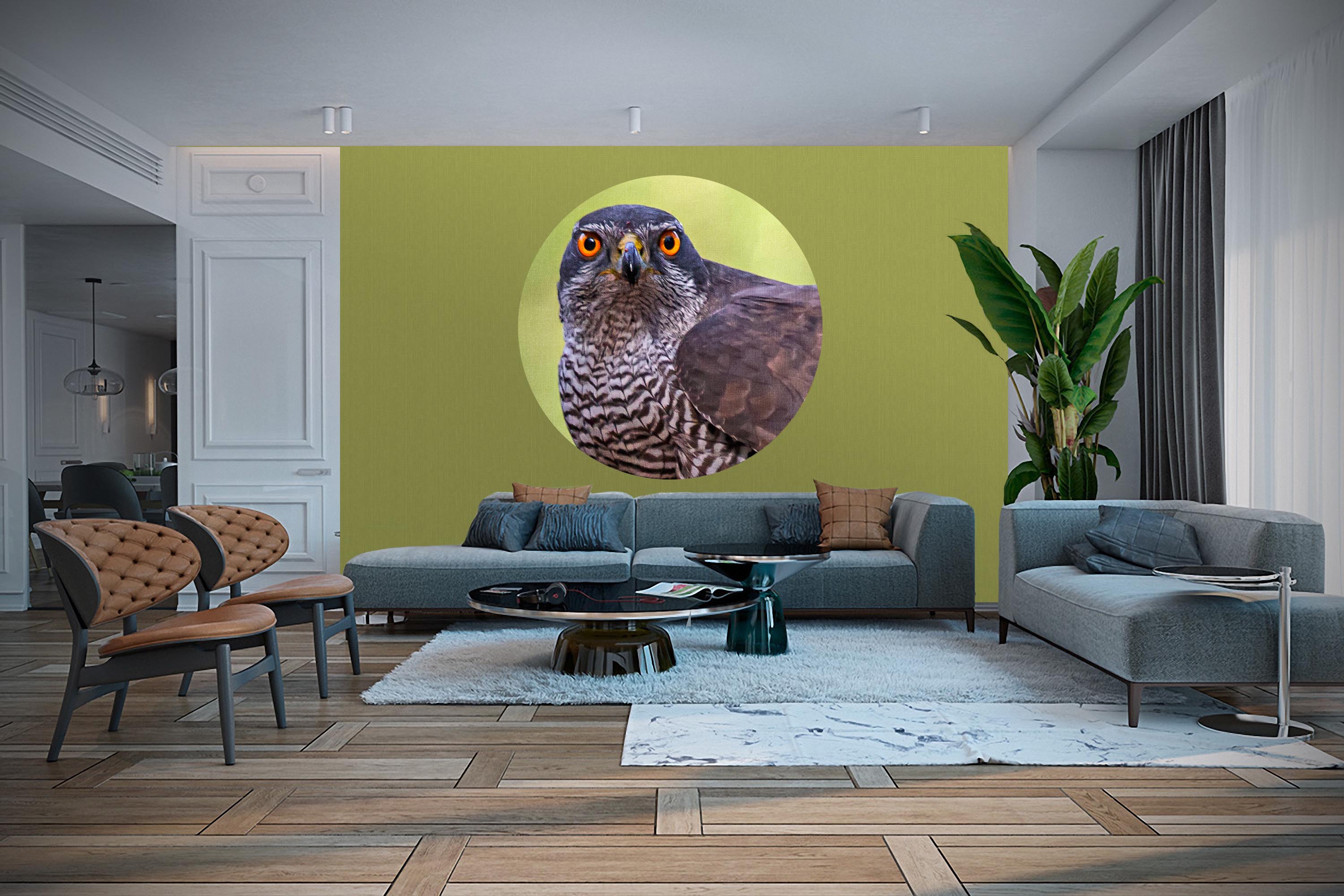 Hawk