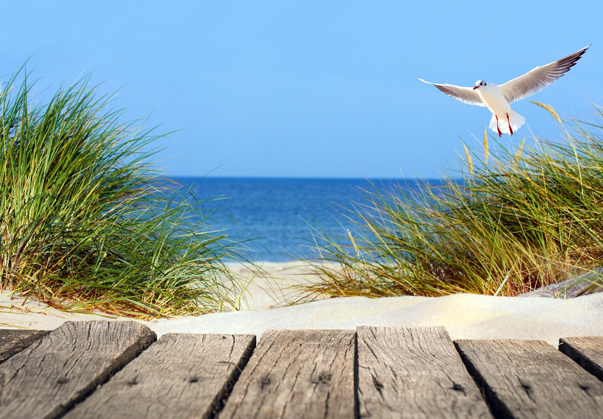 Meeuw op strand